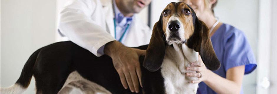 Лечение собак в ветеринарной клинике Мос-Вет 24 - Хорошевский